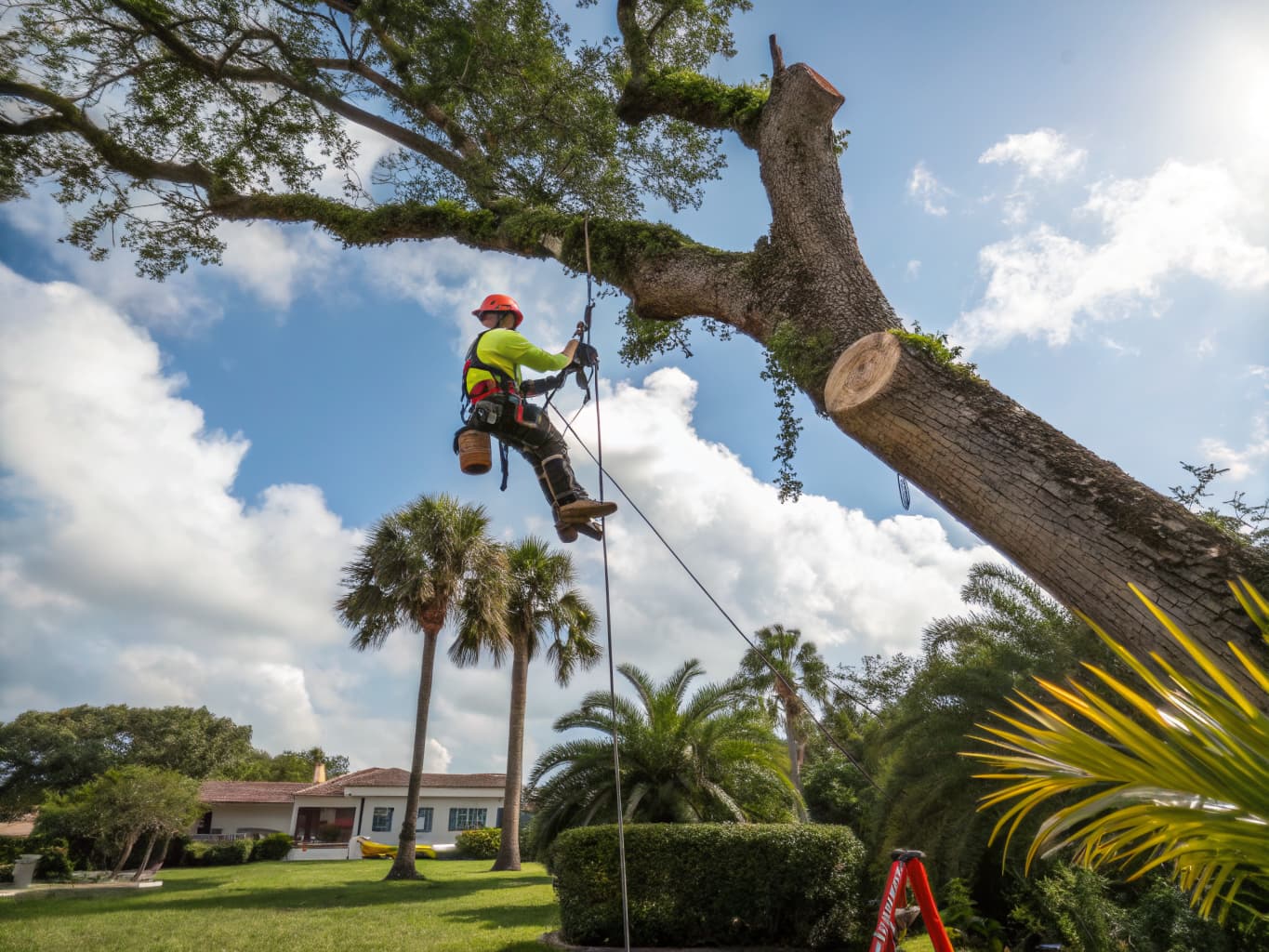 Professional tree maintenance and trimming service in Volusia County Florida